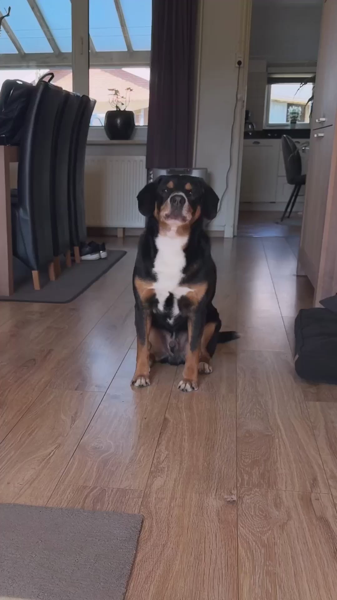 Anti blafband hond automatisch - zonder schok, met vibratie en geluid, vijf gevoeligheidsstanden | Robustrise
