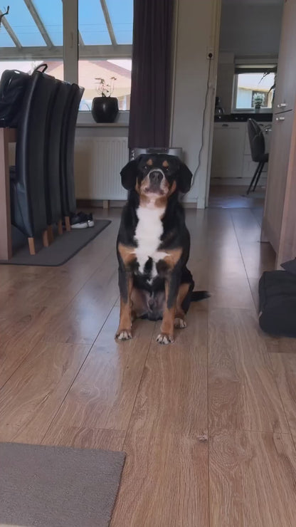 Anti blafband hond automatisch - zonder schok, met vibratie en geluid, vijf gevoeligheidsstanden | Robustrise