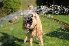 Krullende hond speelt in de zon met het water uit een tuinsproeier