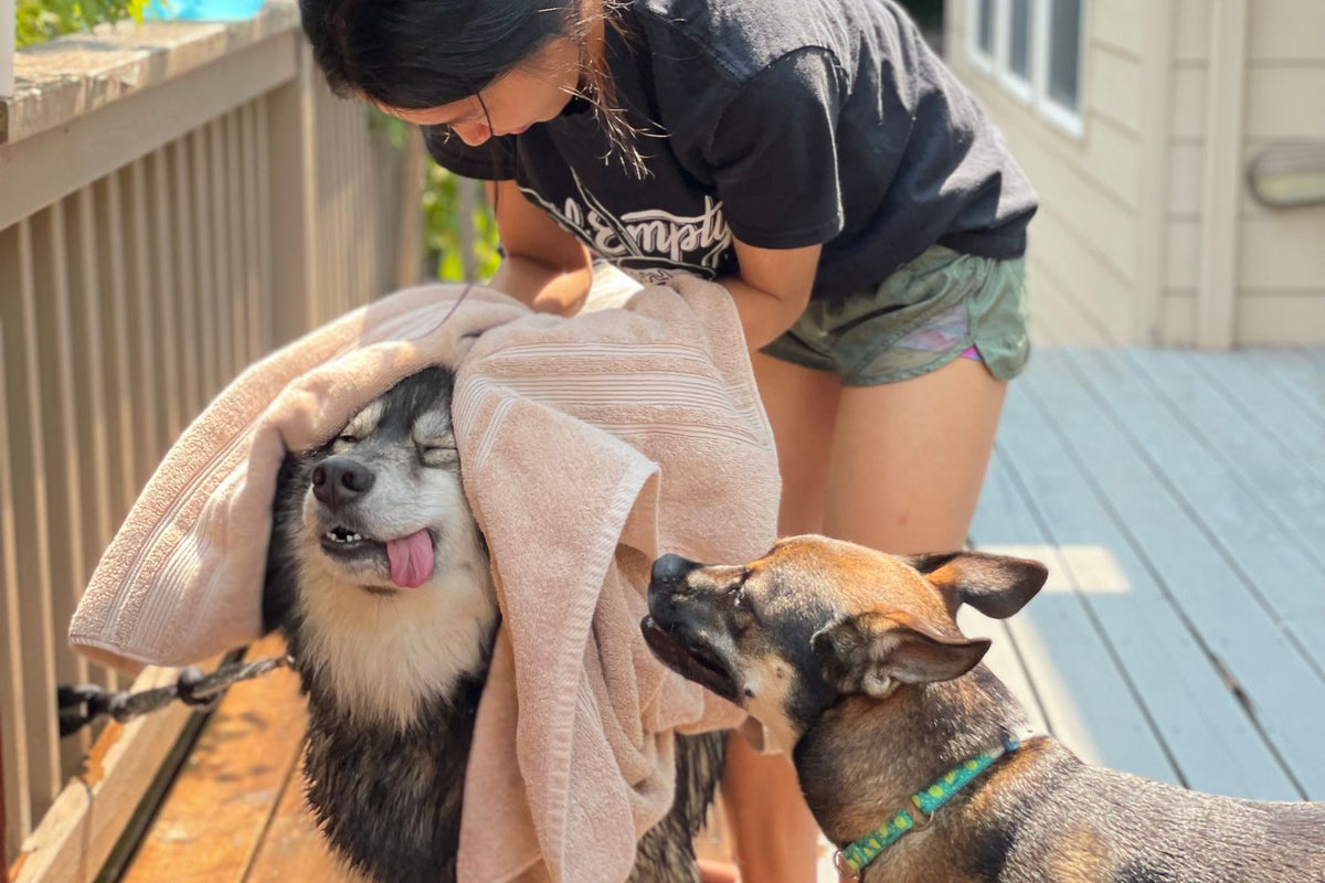 Vrouw droogt een natte husky met een handdoek op een houten veranda, een tweede hond staat er vlak naast