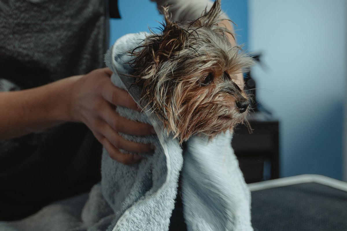 Kleine yorkshire terrier wordt na het bad in een handdoek gewikkeld